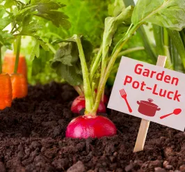 An image of rows of carrots and radishes growing from the dirt in a garden, with a small sign that reads, "garden pot luck" with a tiny crock pot illustration on it. 