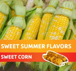 Ears of sweet corn. 